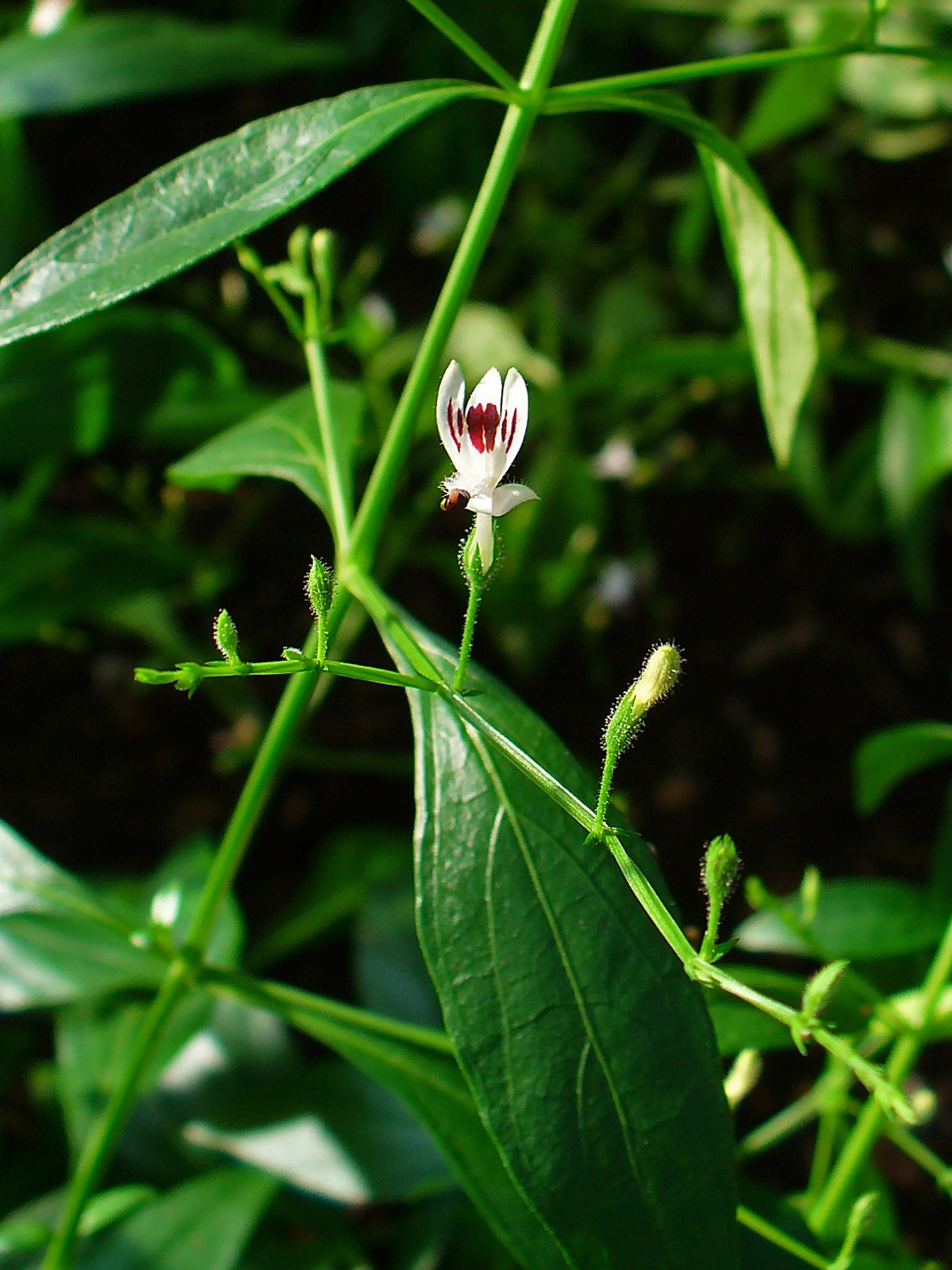 Kalmegh (Species)
