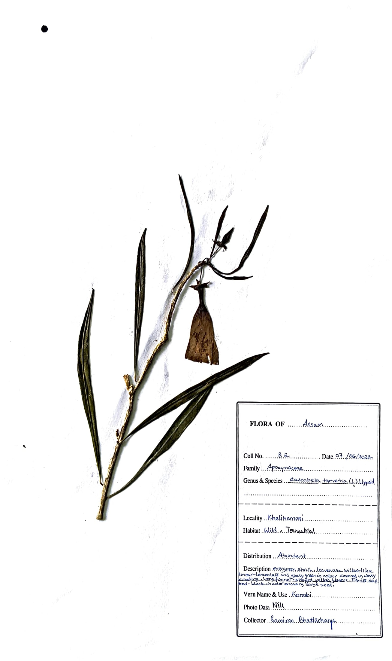 Korobi (Ass.) - Herbarium Specimen Details