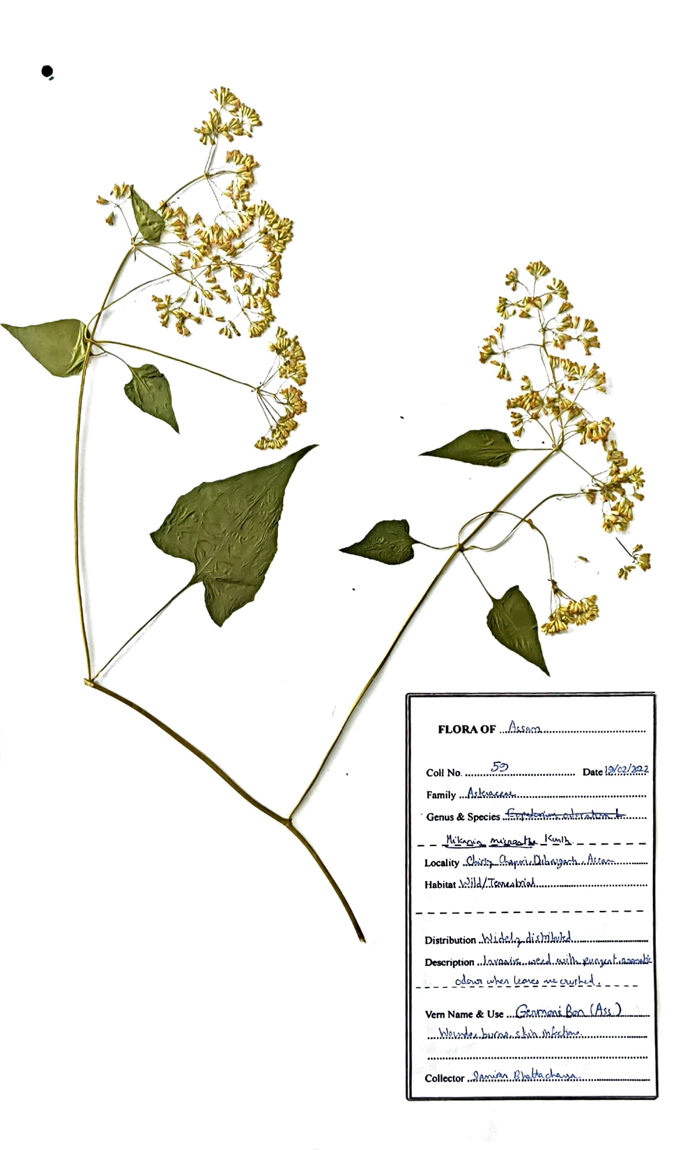 Japani lota (Herbarium)