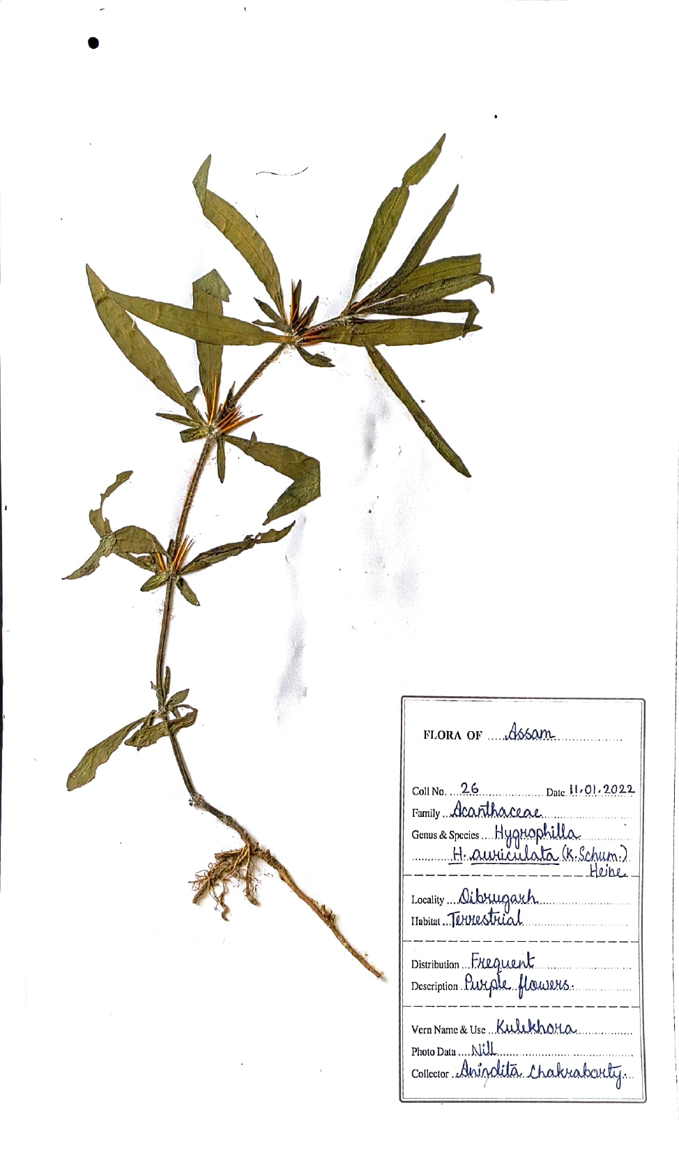 Kulekhora (Herbarium)
