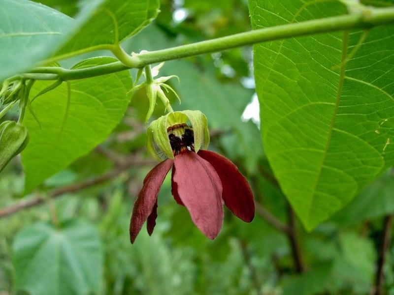 Abroma augusta (Devil's cotton) plant