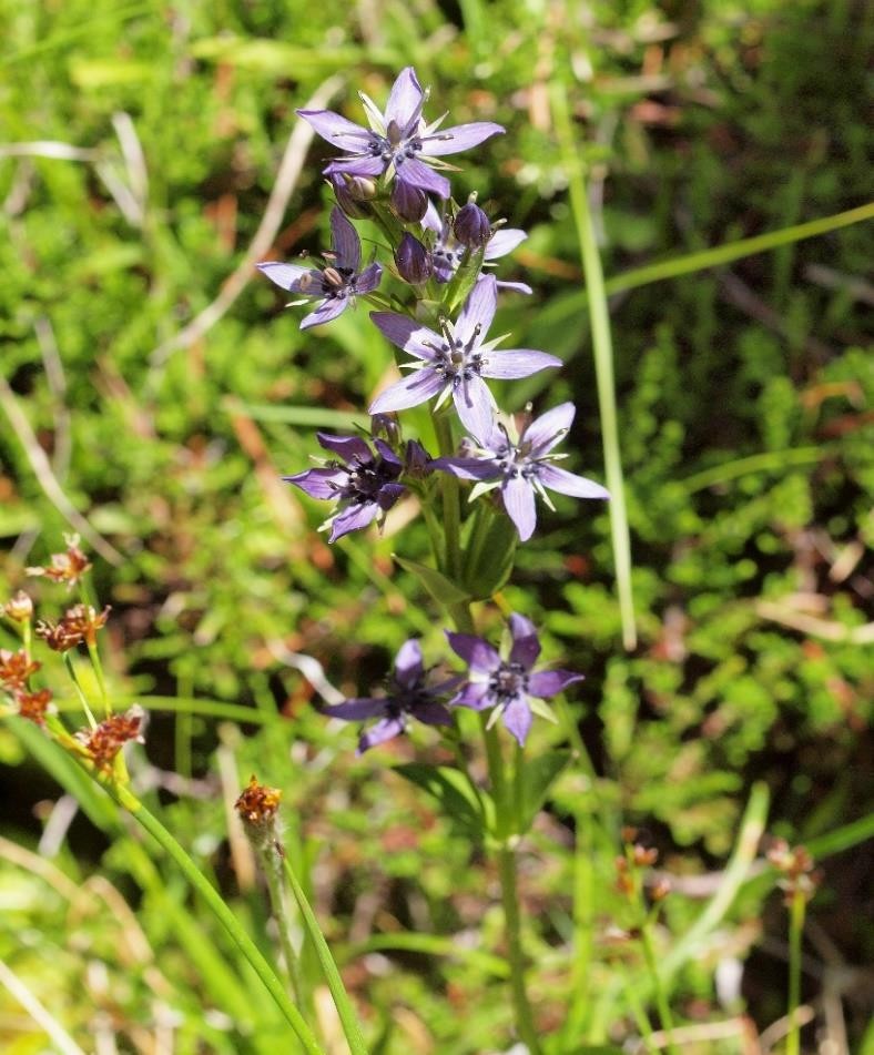 Swertia chirayaita plant