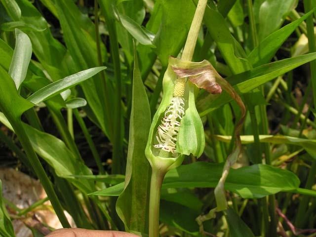 Typhonium flagelliforme plant