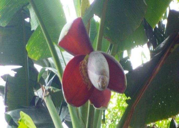 Musa paradisiaca plant