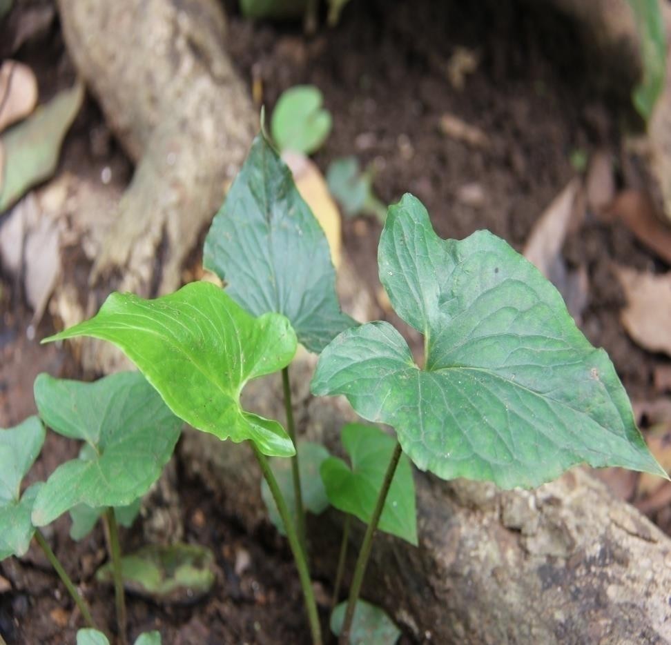 Typhonium trilobatum plant