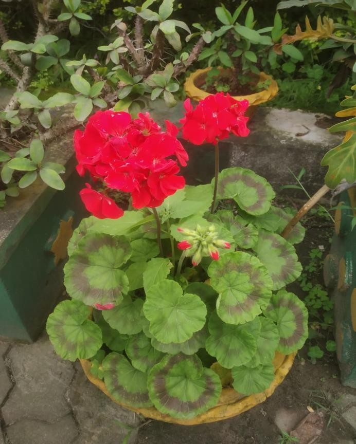 Pelargonium zonale plant