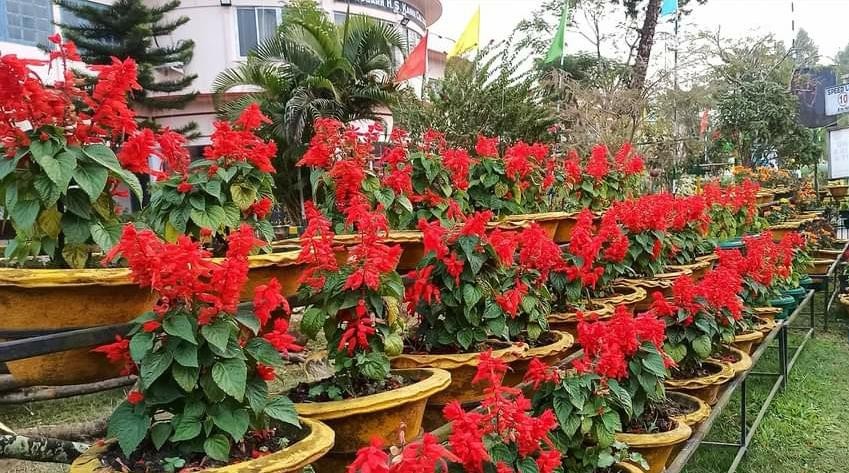 Salvia coccinea plant