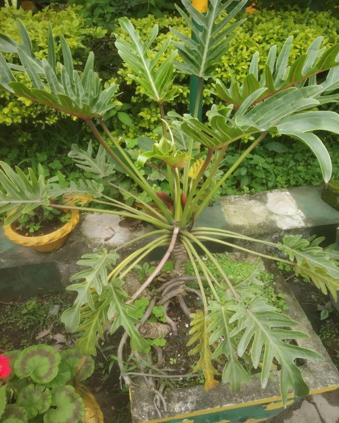 Philodendron xanadu plant