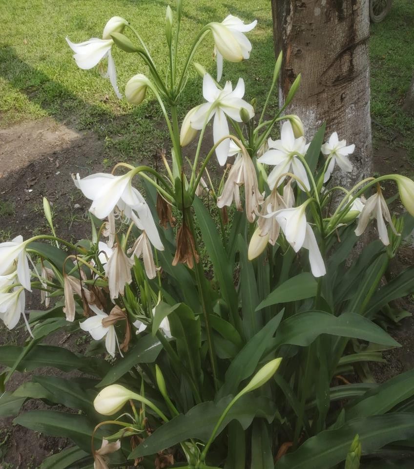 Crinum moorei plant