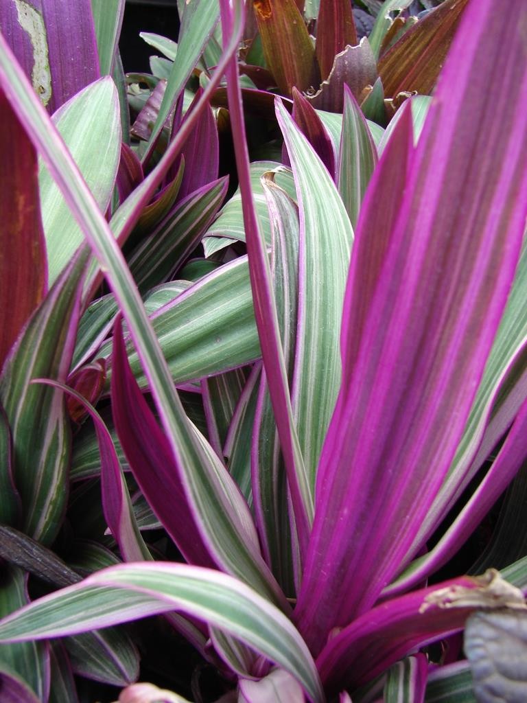 Tradescantia spathacea plant