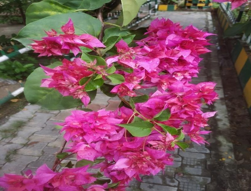 Baugainvillea spectabilis plant