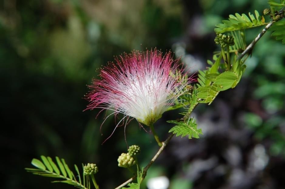 Calliandra surinamensis plant