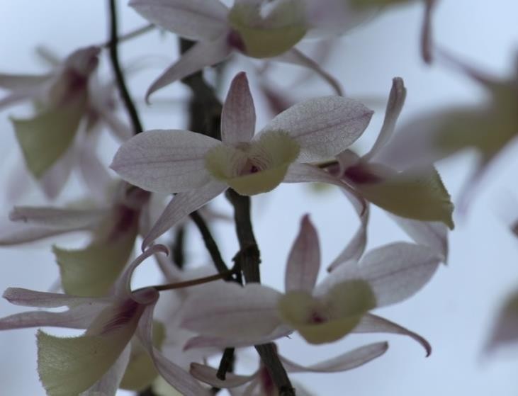 Dendrobium aphyllum plant
