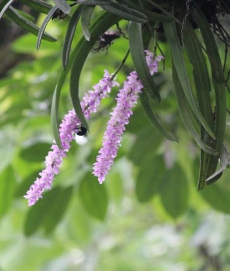 Rhyncostylists retusa plant