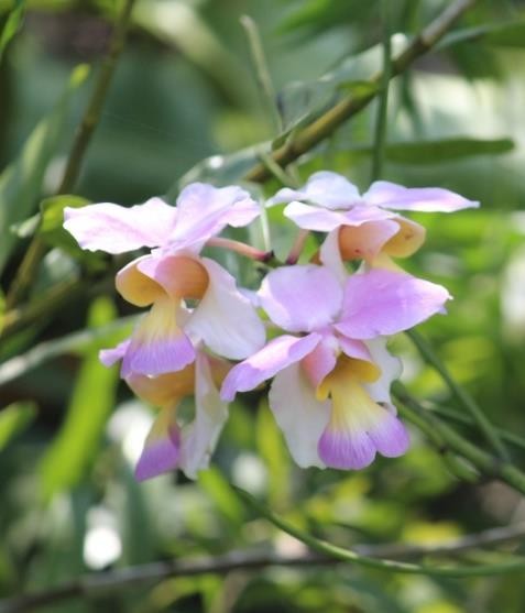 Papilionanthe teres plant