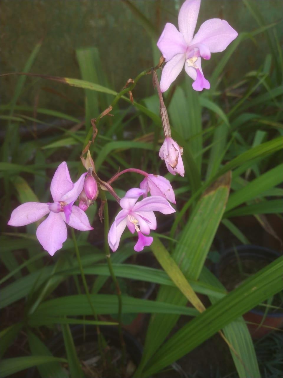 Spathoglotis plicata plant