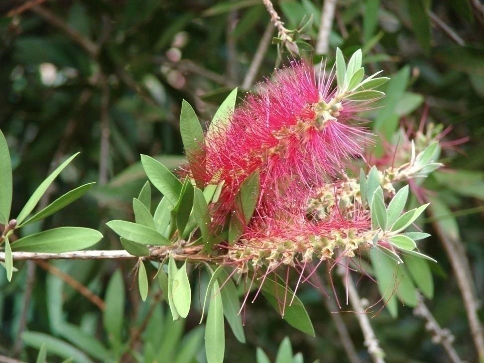 Callistemon citrinus plant