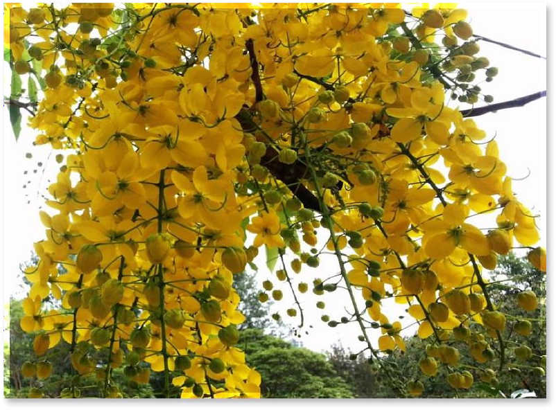 Cassia fistula plant