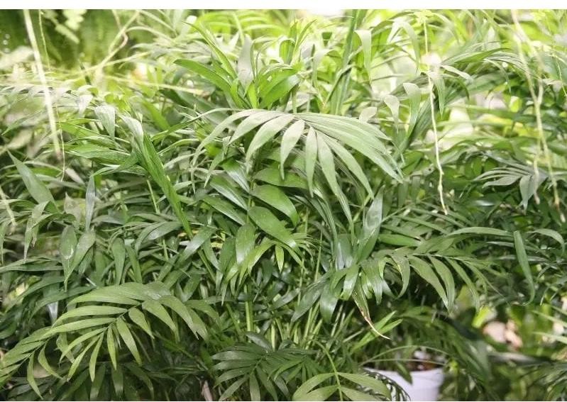 Chamaedorea elegans plant