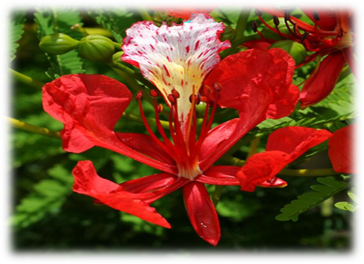 Delonix regia plant