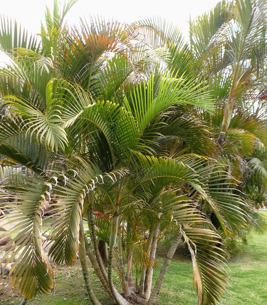 Dypsis lutescens plant
