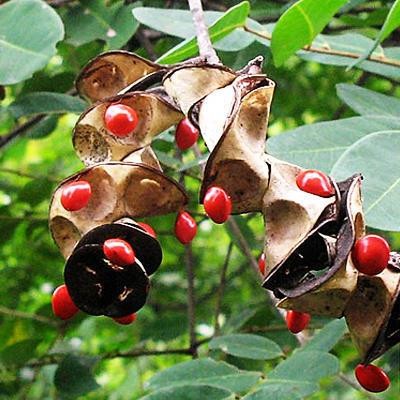 Adenanthera pavonina (Red Bead Tree) plant