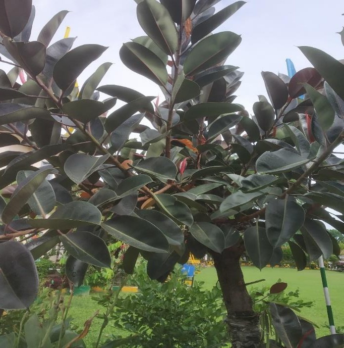 Ficus elastica plant