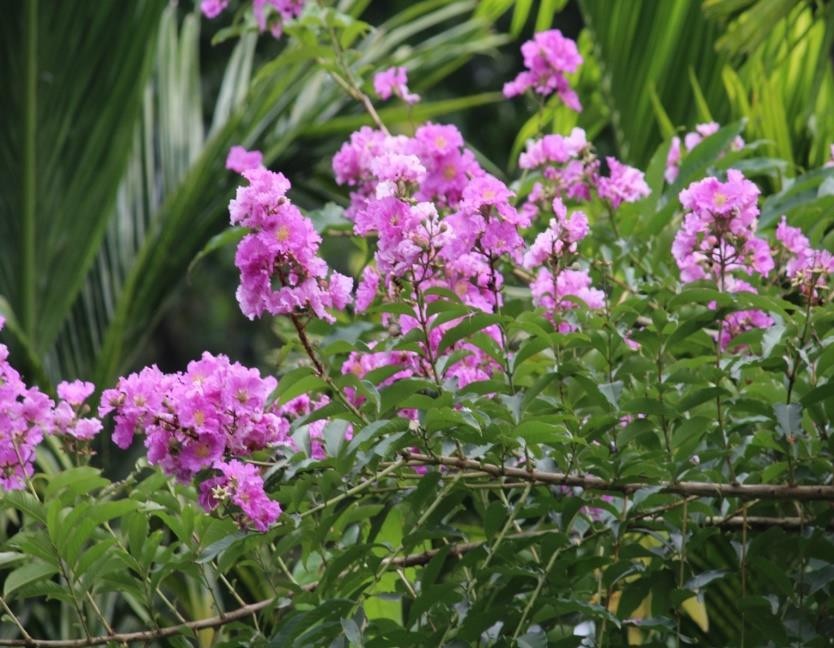 Lagerstroemia speciosa plant