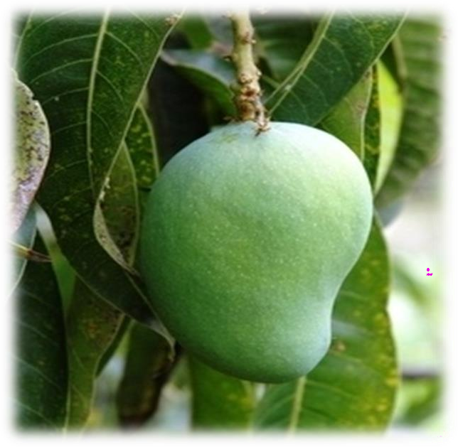 Mangifera indica plant