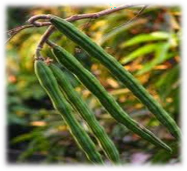 Moringa oleifera plant