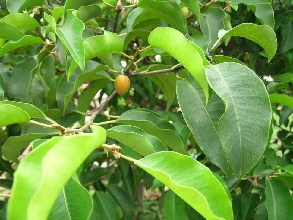 Mimusops elengi plant