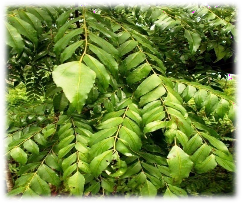 Murraya koenigii plant