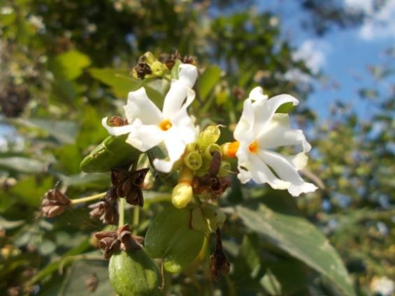 Nyctanthes arbor-tristis plant