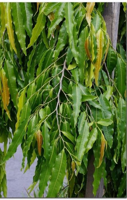 Polyalthia longifolia plant