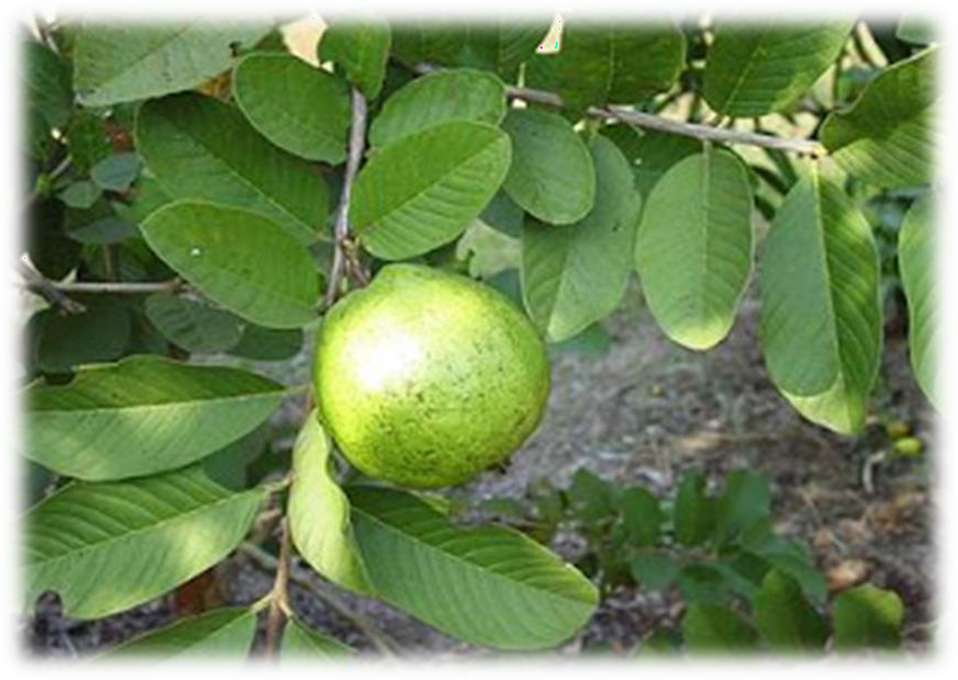 Psidium guajava plant