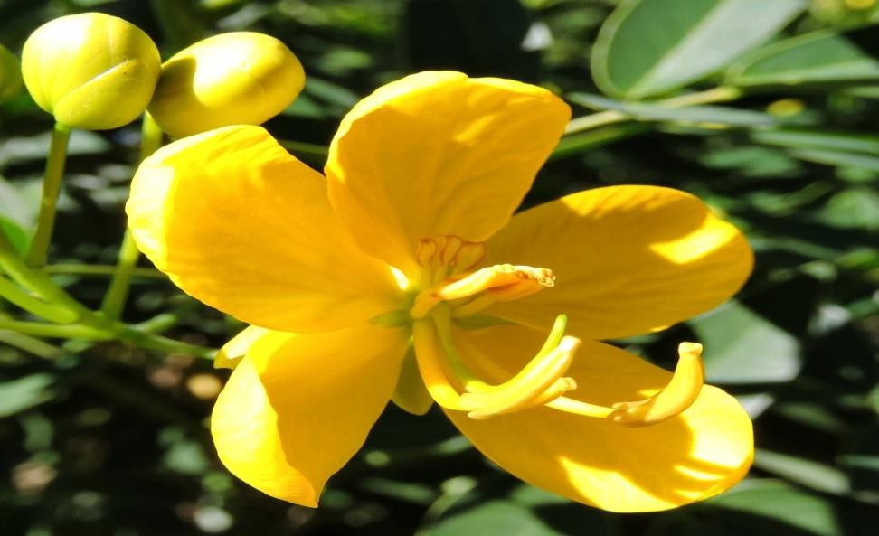 Senna spectabilis plant