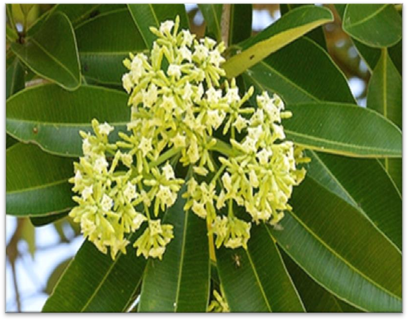 Alstonia scholaris (Blackboard tree) plant