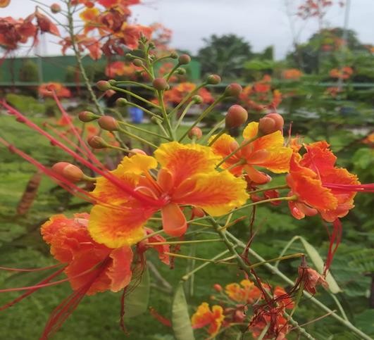 Peltophorum pterocarpum plant