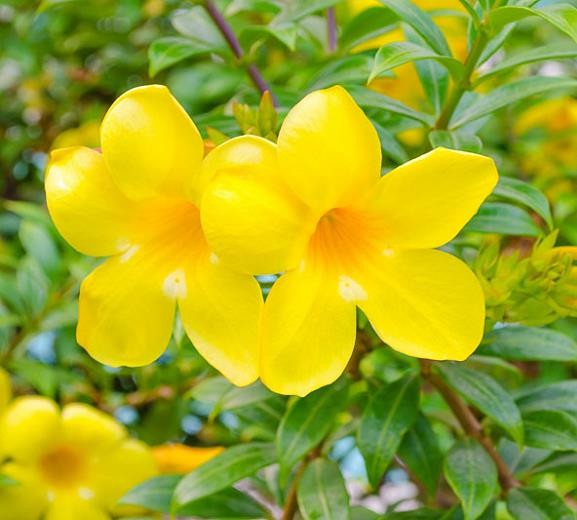 Allamanda cathartica plant