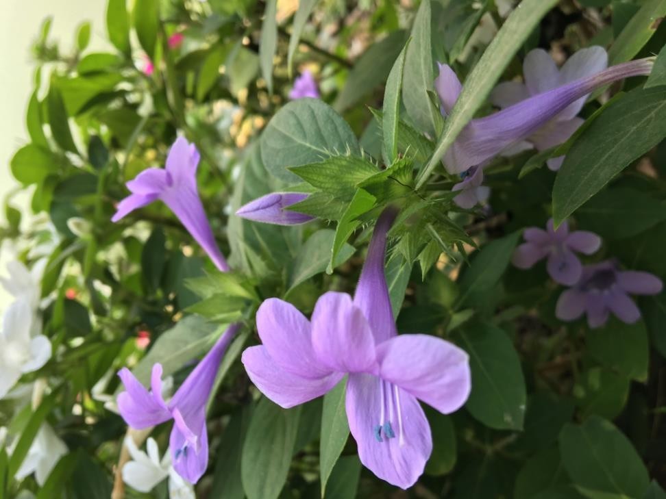 Barleria cristata plant