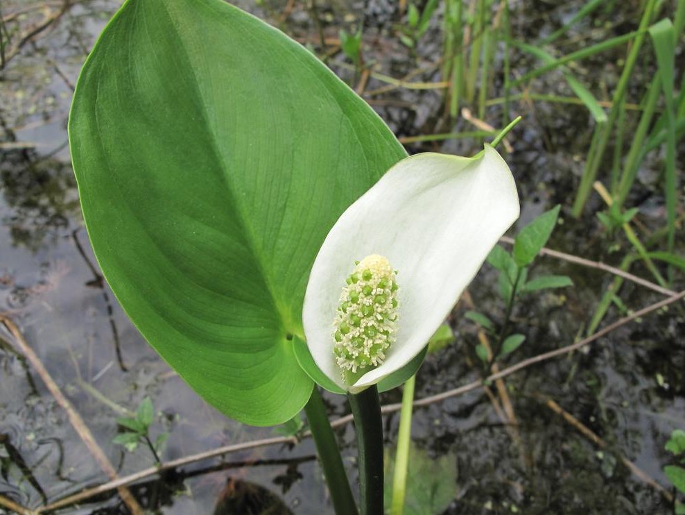 Calla palustris plant