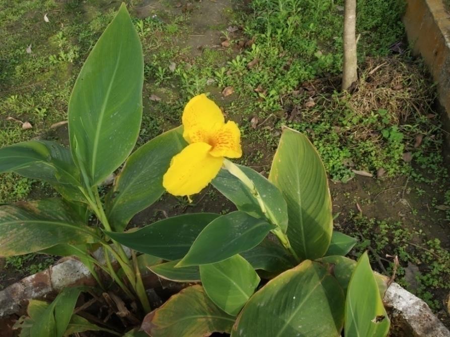 Canna indica plant