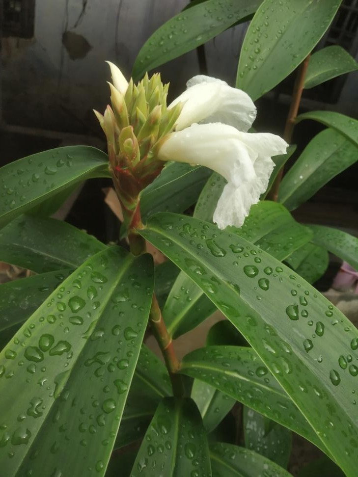 Cheilocostus speciosus plant