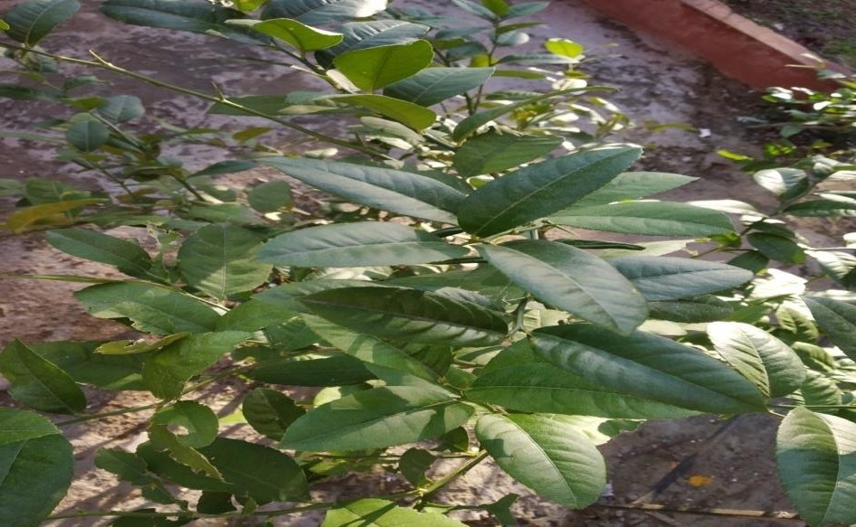 Citrus limon plant