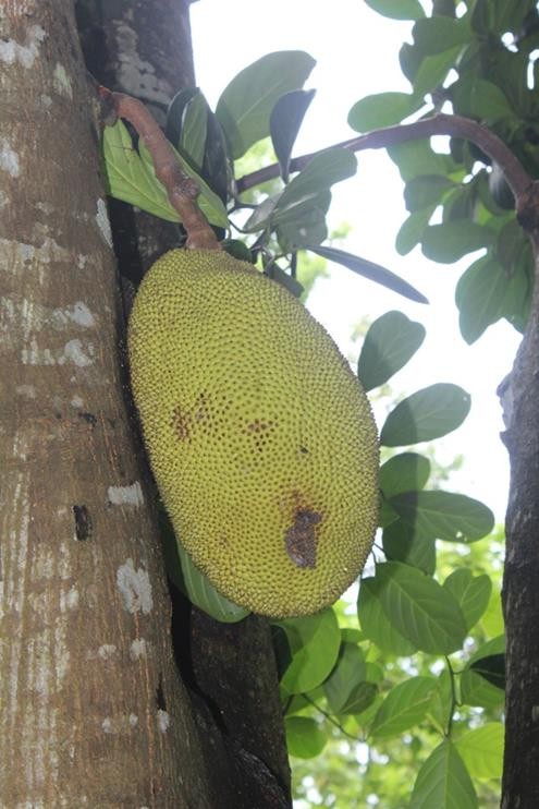 Artocarpus heterophyllus (Jackfruit) plant