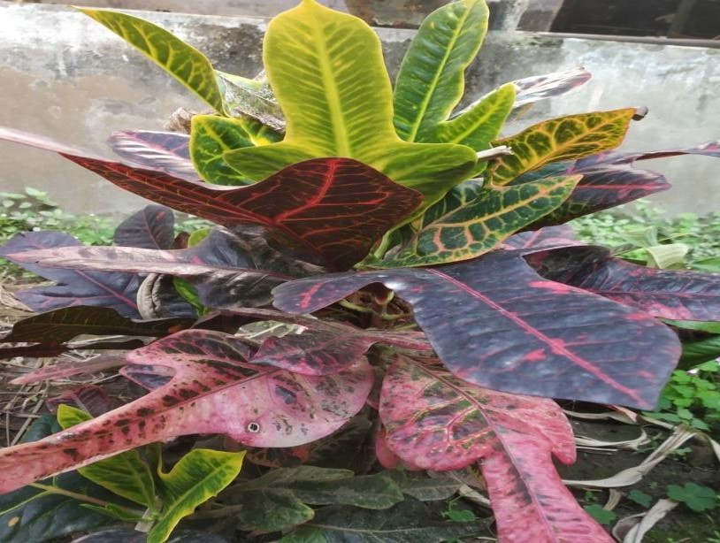 Codiaeum variegatum plant