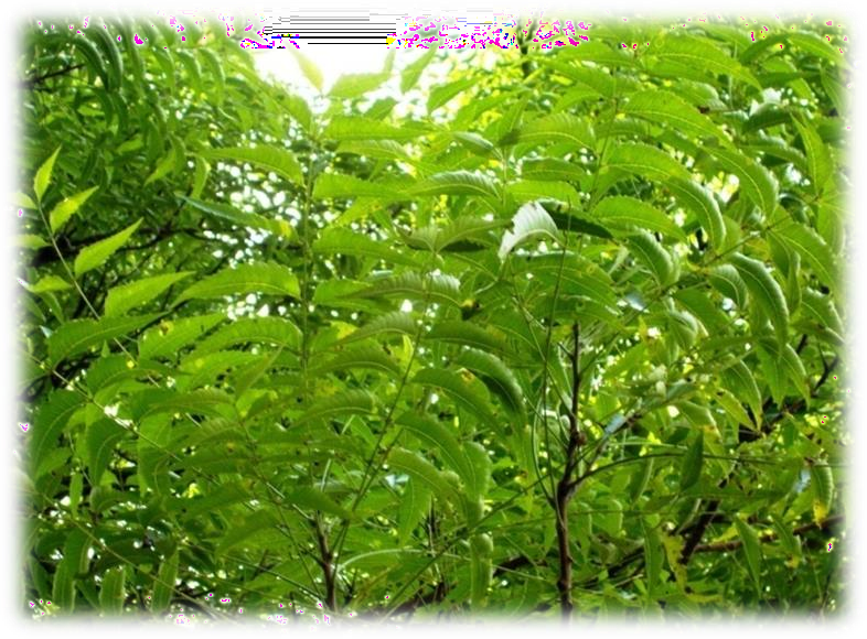 Azadirachta indica (Neem) plant