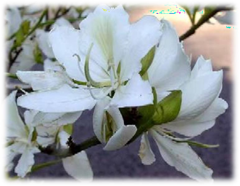 Bauhinia variegata (Butterfly tree) plant