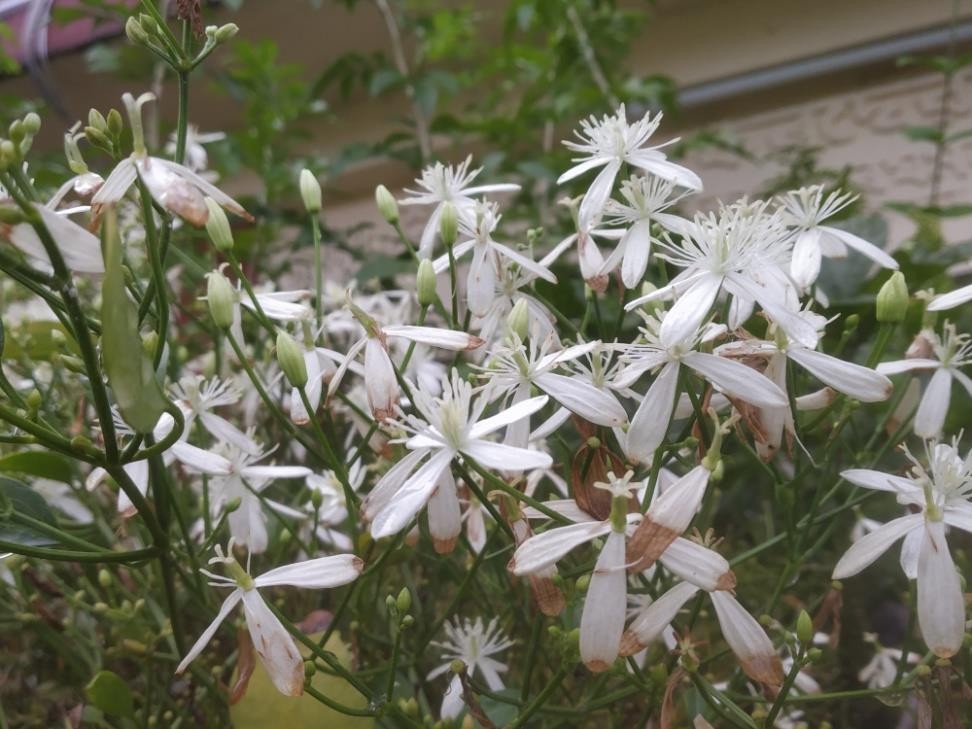 Clematis terniflora plant