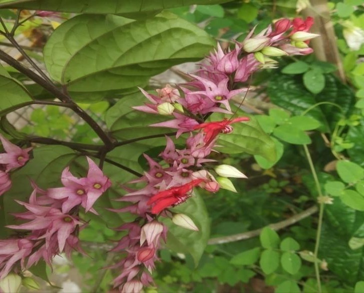 Clerodendrum thomsoniae plant